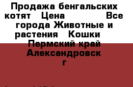 Продажа бенгальских котят › Цена ­ 20 000 - Все города Животные и растения » Кошки   . Пермский край,Александровск г.